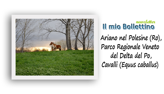 Ultimo bollettino