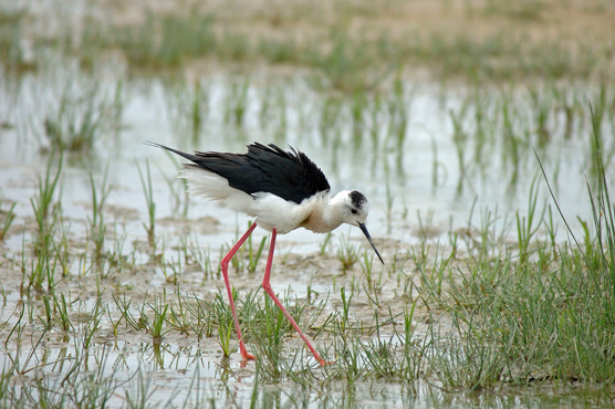 Fauna del Veneto, Cavaliere d'Italia (Himantopus himantopus).