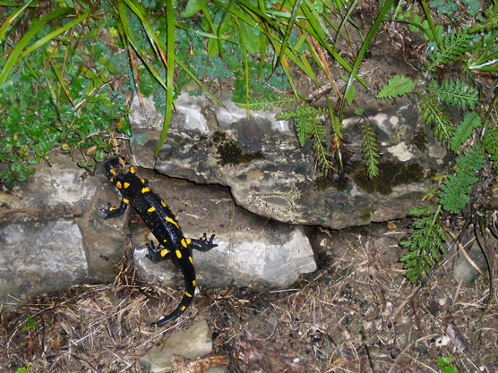 Fauna del Veneto, Salamandra pezzata (Salamandra salamandra)