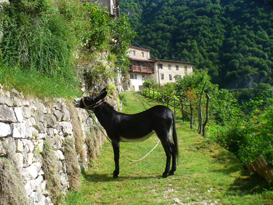 Fauna del Veneto, Asino (Equus asinus).