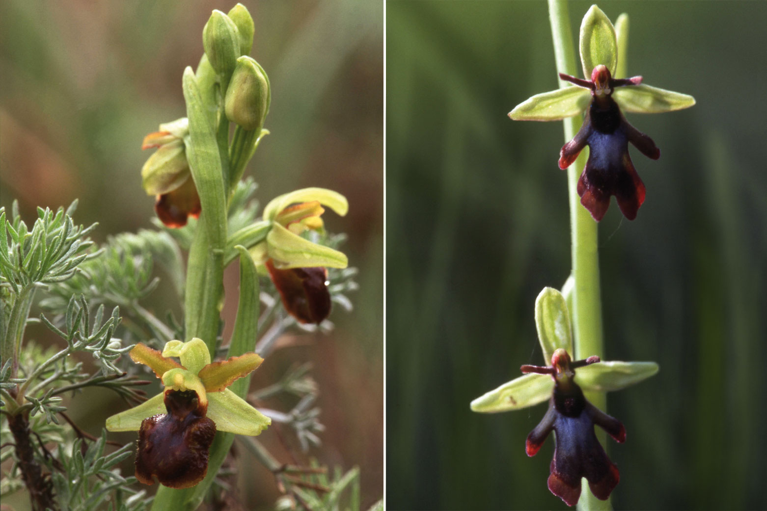 Flora del Veneto, Fior Mosca (Ophrys insectifera) e Fior Ragno (Ophrys sphegodes).