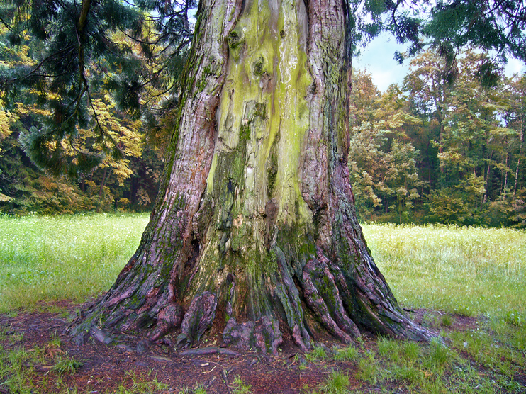 Longarone (Bl), Sequoia gigante (sequoiadendrum giganteum).