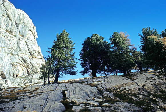 Flora del Veneto, Pino cembro (Pinus cembra), Parco naturale Dolomiti d