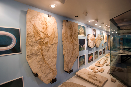 Vestenanova (Vr), Museo dei fossili di Bolca.