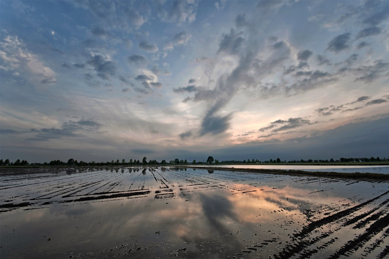 Isola della Scala (Vr), Risaia al tramonto.
