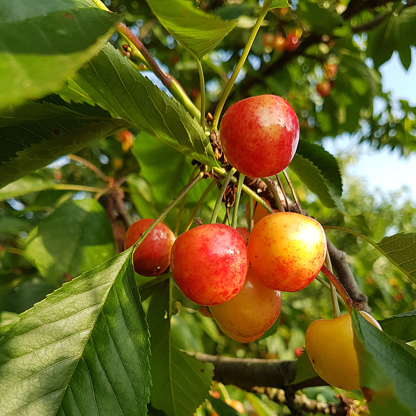 Prodotti tipici, Durone Marostegano (Prunus avium).
