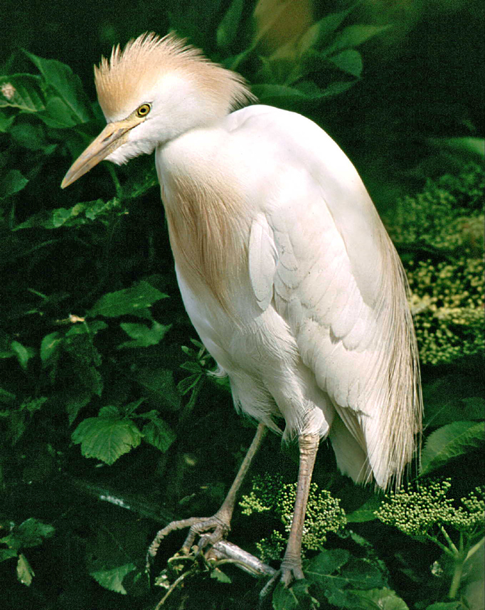 Fauna del Veneto, Airone guardabuoi (Bubulcus ibis), Parco regionale Veneto del Delta del Po.