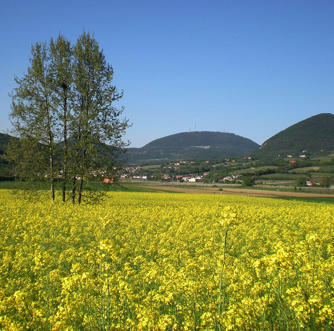 Parco Regionale dei Colli Euganei (Pd), Paesaggio sui Colli Euganei.