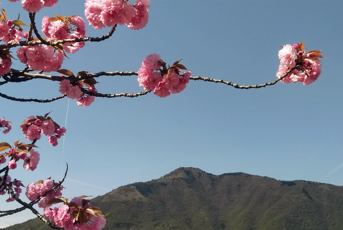Monte Summano (Vi), Ciliegio in fiore.