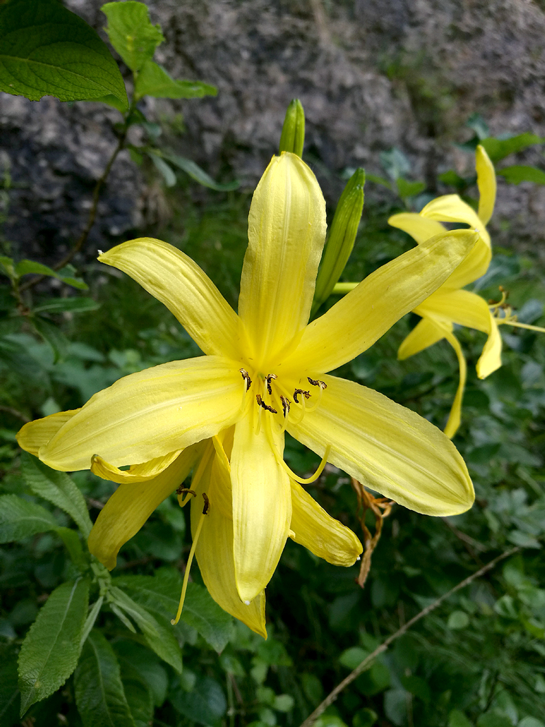 Flora del Veneto, Giglio dorato (Hemerocallis lilio-asphodelus), Parco Nazionale Dolomiti Bellunesi.