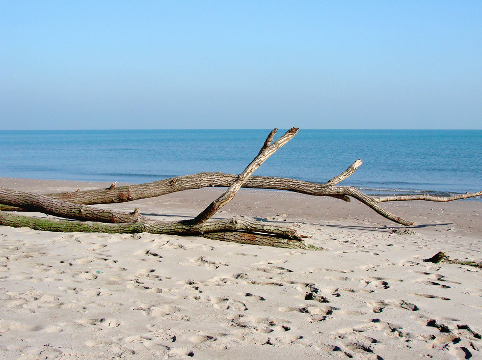 Rosolina (Ro), località Rosolina Mare. Spiaggia.