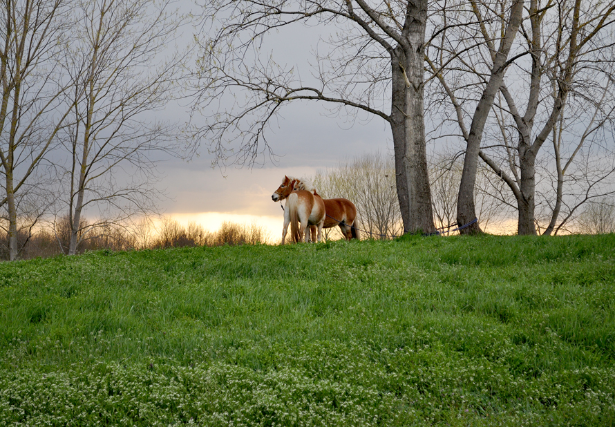 Ariano nel Polesine (Ro), Parco Regionale Veneto del Delta del Po, Cavalli (Equus caballus). 