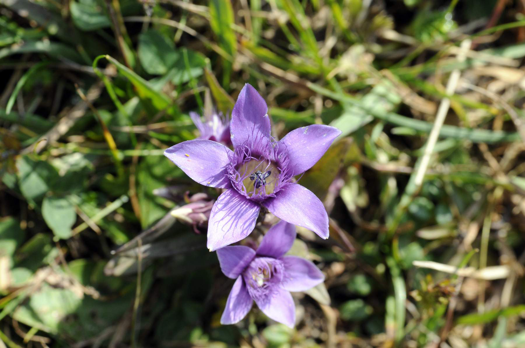 Flora del Veneto, Genzianella pelosa (Gentianella pilosa).