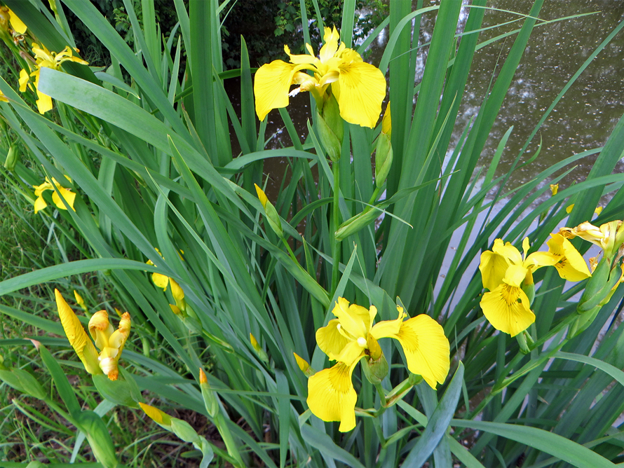 Flora del Veneto, Giaggiolo acquatico o Iris delle paludi (Iris pseudacorus).