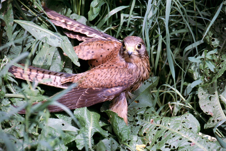 Fauna del Veneto, Gheppio comune (Falco tinnunculus).