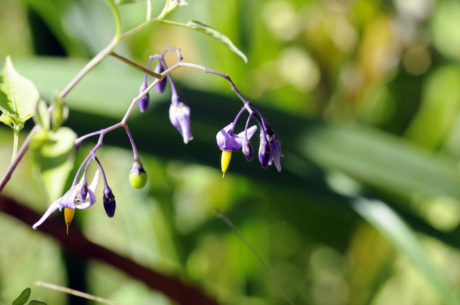 Flora del Veneto, Morella rampicante (Solanum Dulcamara)