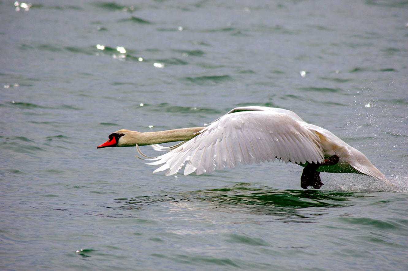 Fauna del Veneto, Cigno (Cygnus olor)