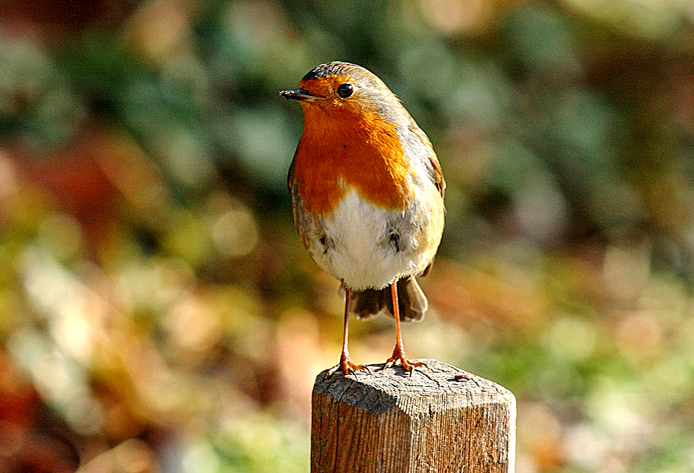 Fauna del Veneto, Pettirosso (Erithacus rubecola Linnaeus).