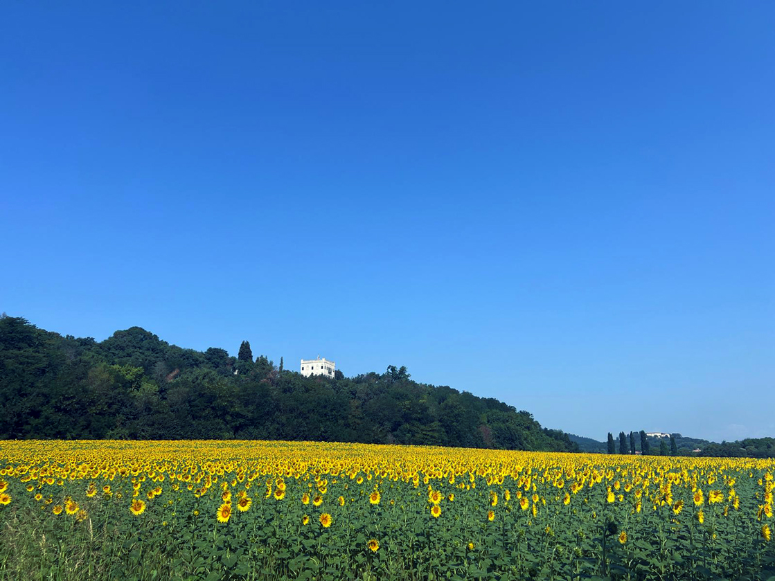 Parco Regionale dei Colli Euganei (Pd), Colli visti dalla pianura.