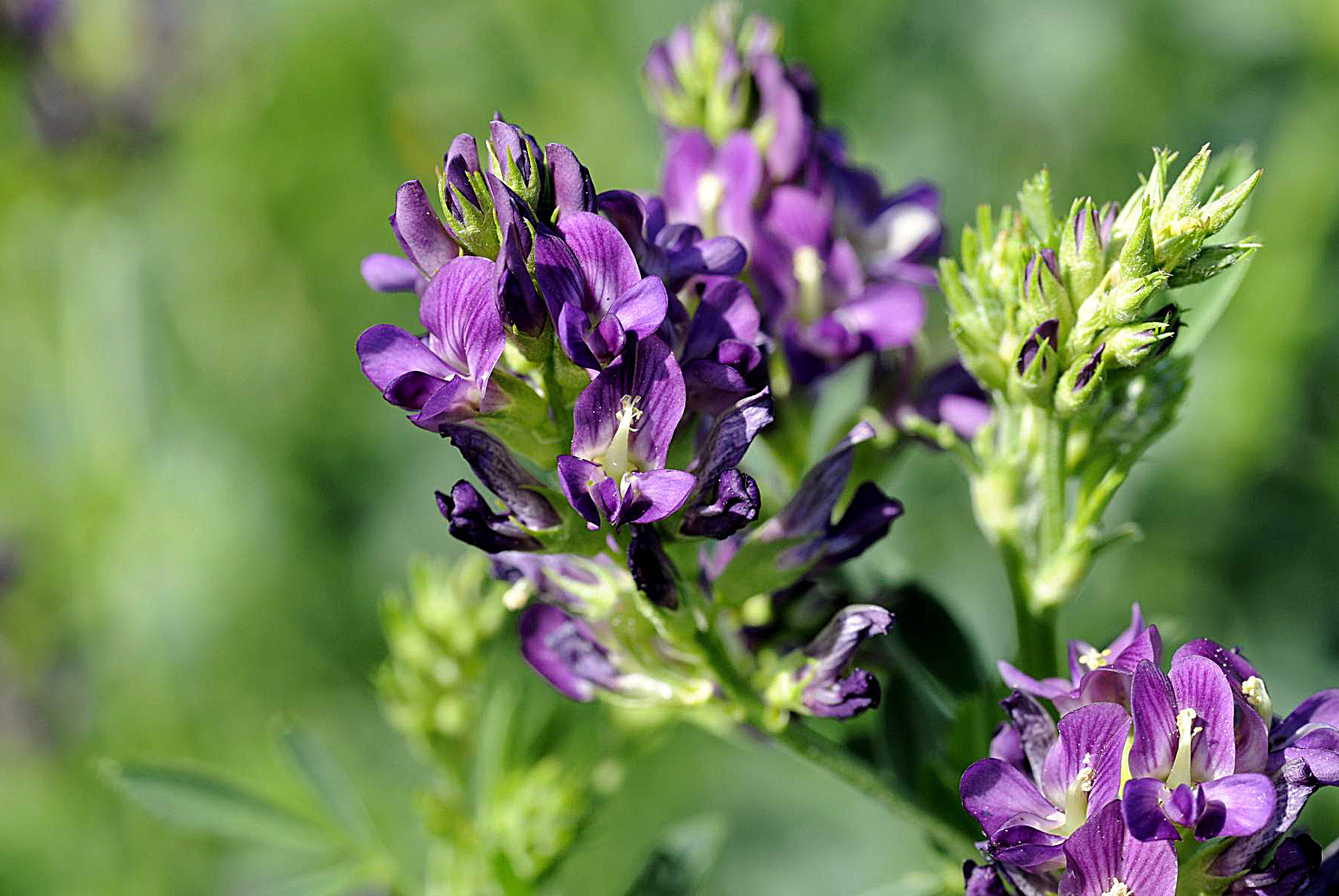 Flora del Veneto, Erba medica (Medicago sativa).