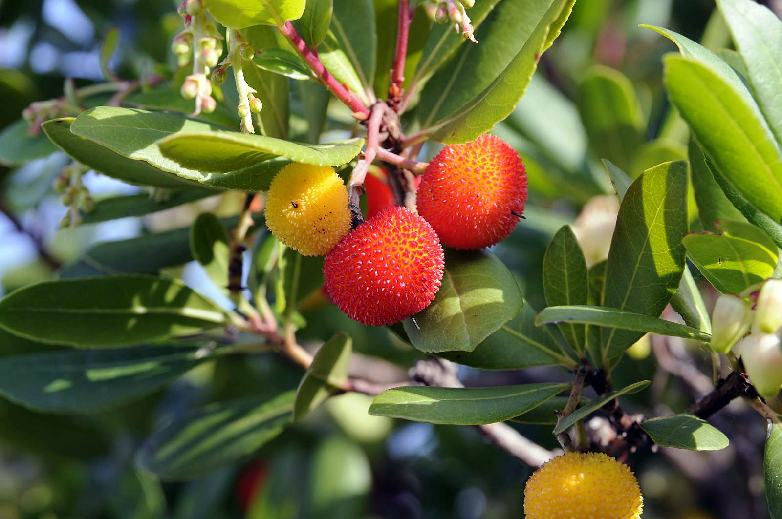 Flora del Veneto, Corbezzolo (Arbutus unedo)