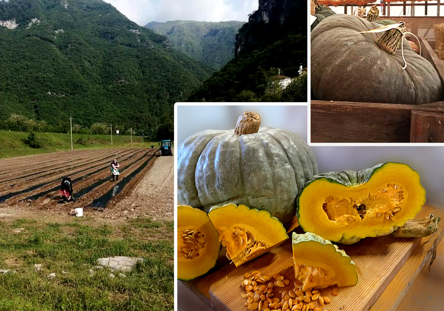 Prodotti Tipici, Zucca Santa Bellunese, località Caorera frazione di Setteville.