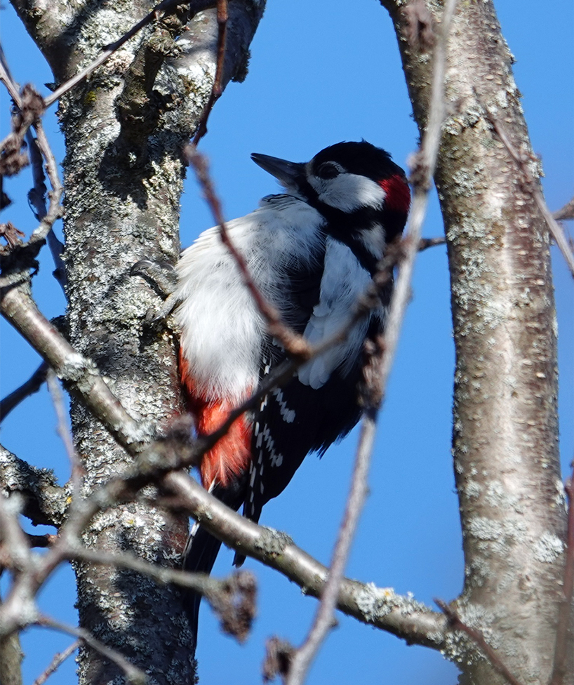 Fauna del Veneto, Picchio rosso maggiore (Dendrocopos major).