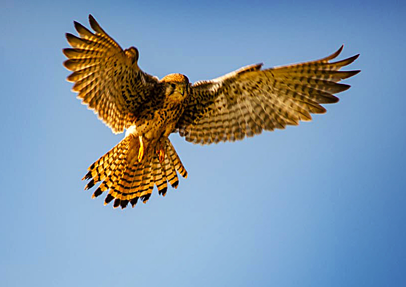 Fauna del Veneto, Gheppio (Falco tinnunculus)