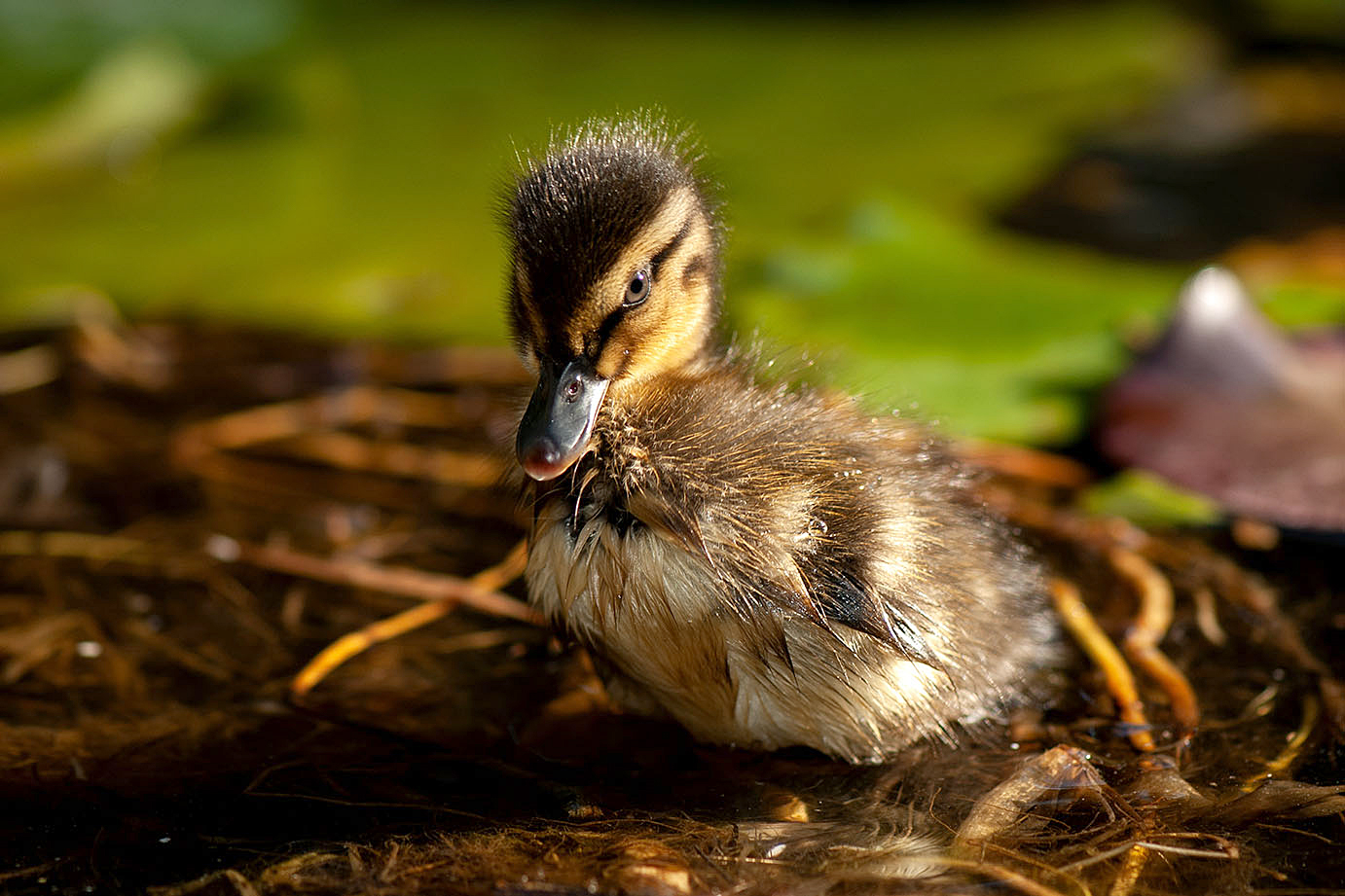 Fauna del Veneto, Pullo di Germano reale (Anas platyrhynchos).