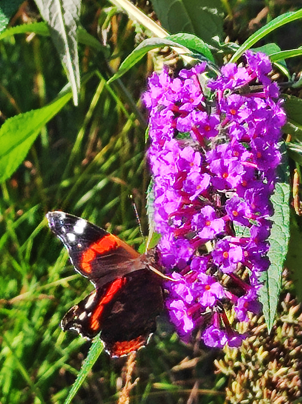Flora del Veneto, Buddleja o Albero delle Farfalle.