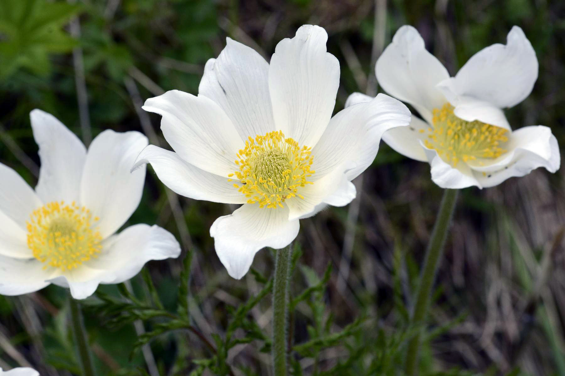 Flora del Veneto, Pulsatilla alpina o Pulsatilla austriaca.