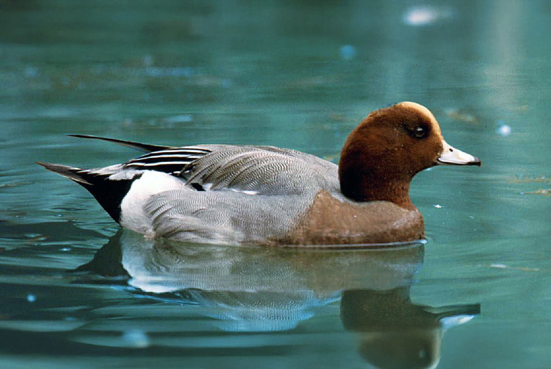 Fauna del Veneto, Fischione o fischione eurasiatico (Mareca penelope).