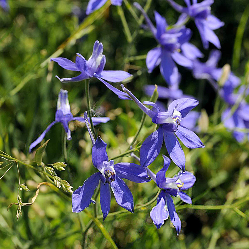 Flora del Veneto, Consolida regalis, Speronella o Erba cornetta. 