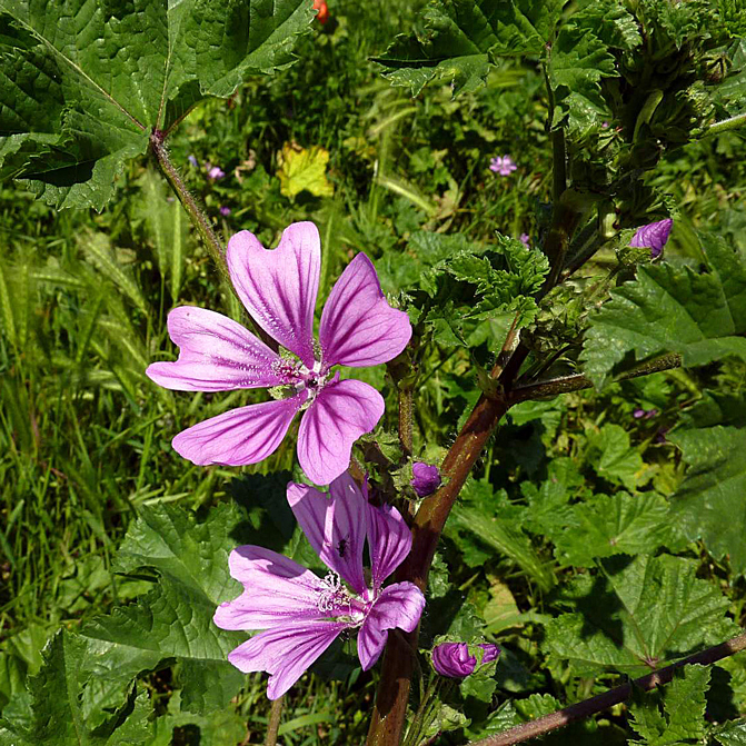 Flora del Veneto, Malva selvatica (Malva sylvestris).