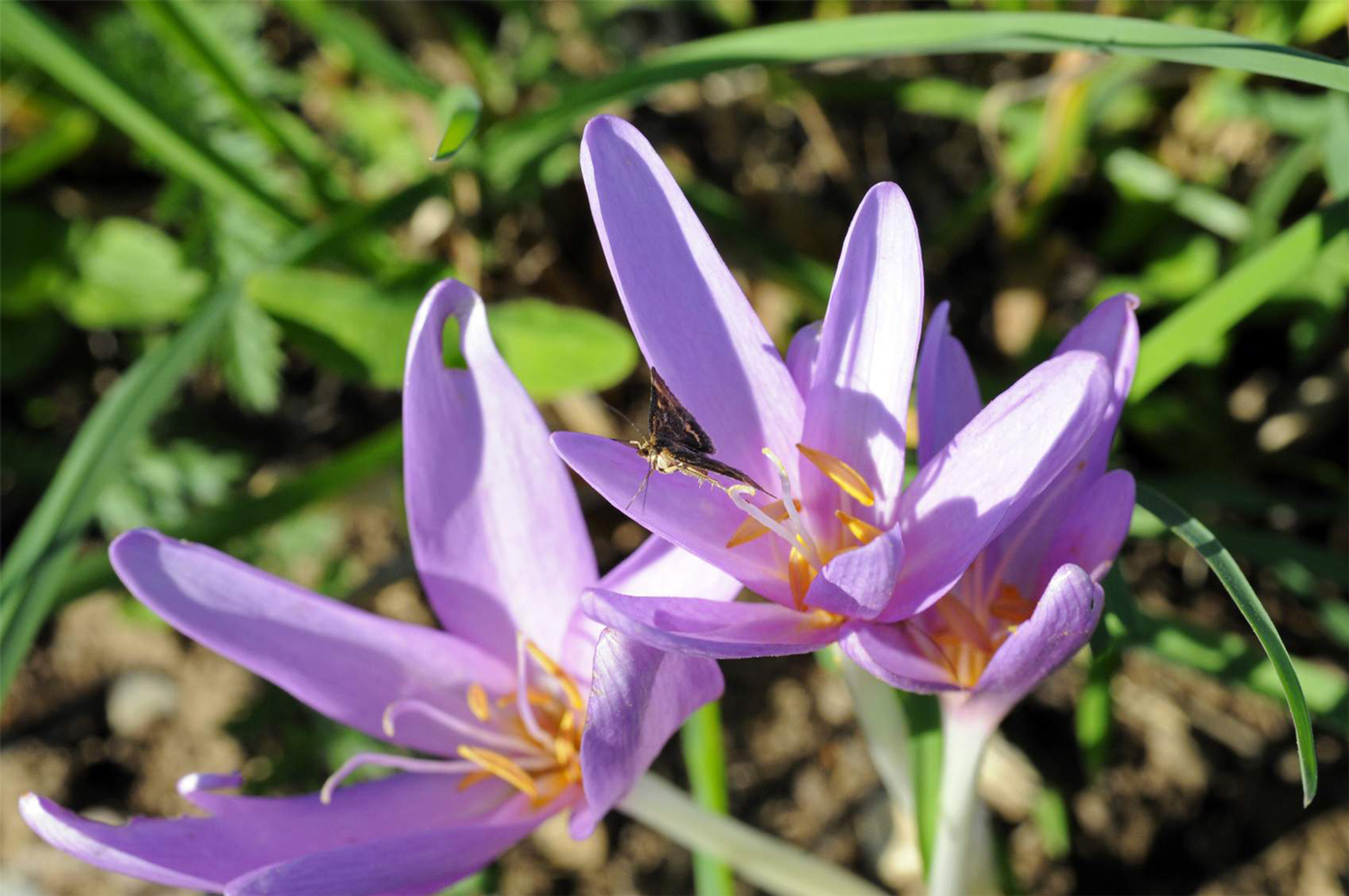 Flora del Veneto, Colchico (Colchicum autumnale)
