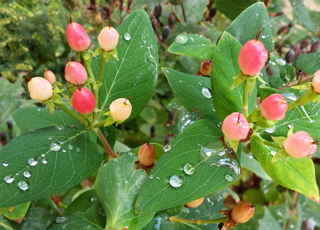 Flora del Veneto, Hypericum androsaemum L. Erba di San Giovanni arbustiva