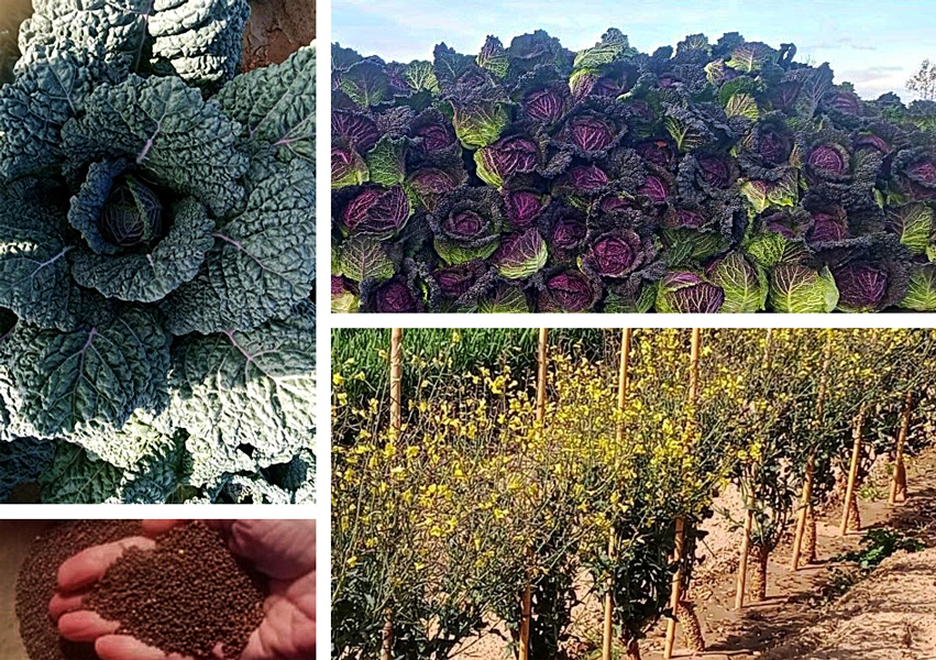 Prodotti tipici, Verza Moretta di Veronella. Anagrafe nazionale della biodiversità di interesse agricolo e alimentare. Risorsa genetica locale vegetale della Regione del Veneto.