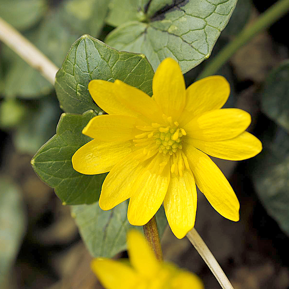 Flora del Veneto, "Ranunculus Ficaria", Ranuncolo Favagello.