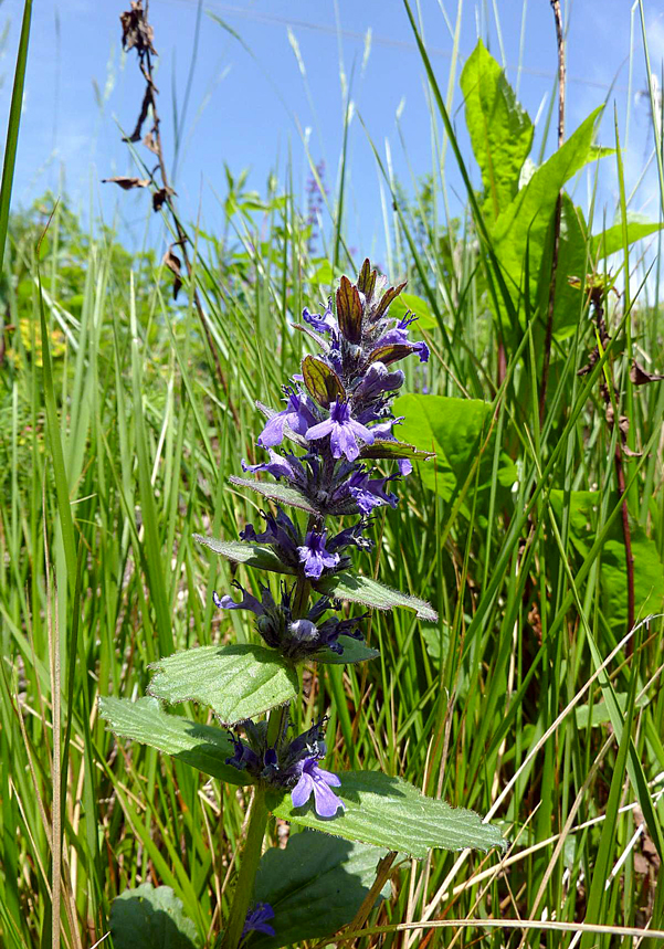 Flora del Veneto, Ajuga reptans, Bugola o Erba di S. Lorenzo.
