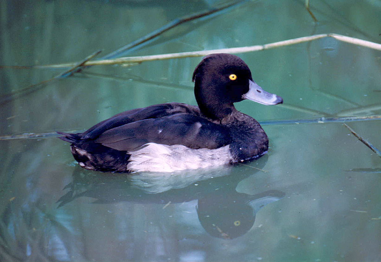 Fauna del Veneto, Moretta (Aythya fuligula).