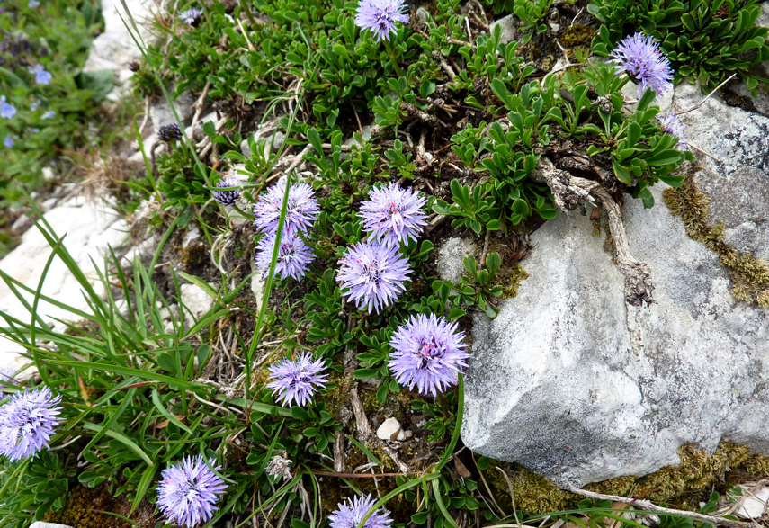 Flora del Veneto, Globularia Cordifolia, Vedovella celeste.