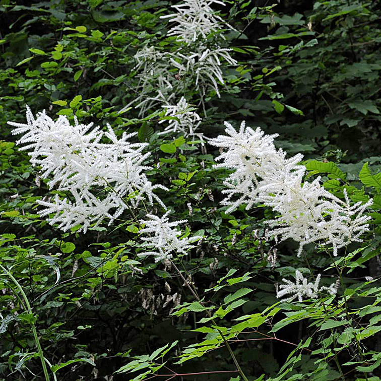 Flora del Veneto, Aruncus Dioicus, barba di capra.
