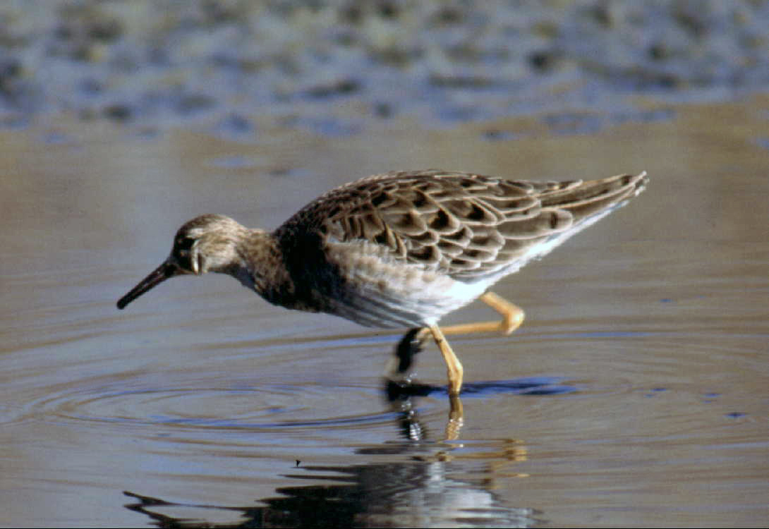 Fauna del Veneto, Combattente (Calidris pugnax).