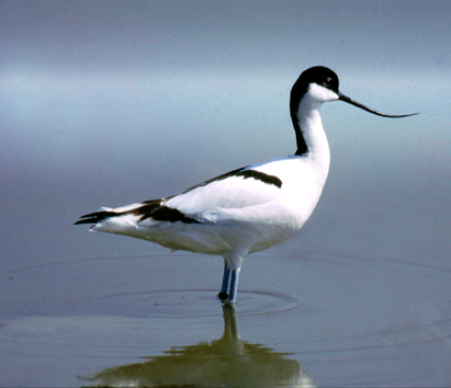 Fauna del Veneto, Avocetta (Recurvirostra avosetta), Parco regionale Veneto del Delta del Po