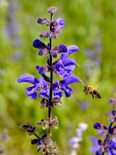 Visualizza ingrandimento