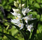 Visualizza ingrandimento