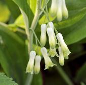 Vedi le foto di Flora del Veneto