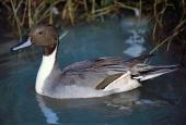 Vedi le foto di Fauna del Veneto