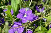 Vedi le foto di Flora del Veneto