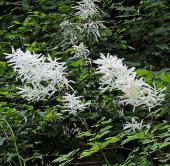 Vedi le foto di Flora del Veneto
